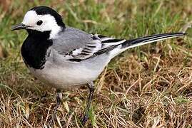 White Wagtail