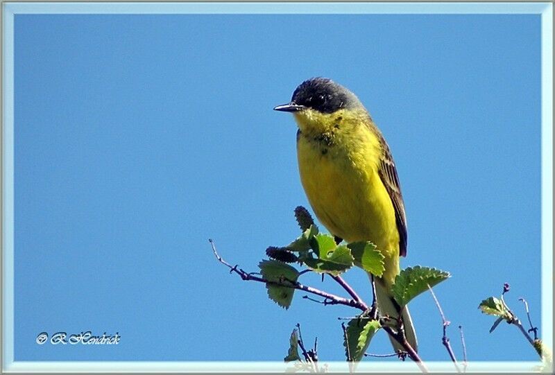 Western Yellow Wagtail