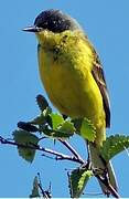 Western Yellow Wagtail