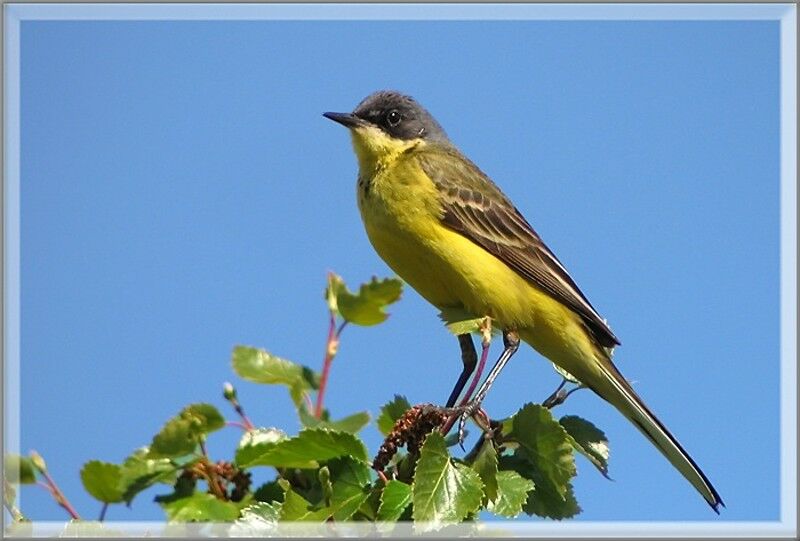 Western Yellow Wagtail