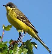 Western Yellow Wagtail