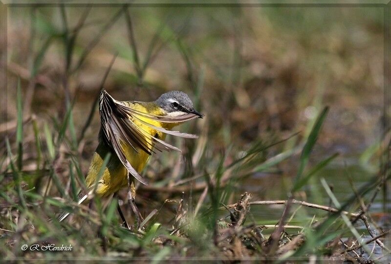 Western Yellow Wagtail