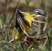 Western Yellow Wagtail