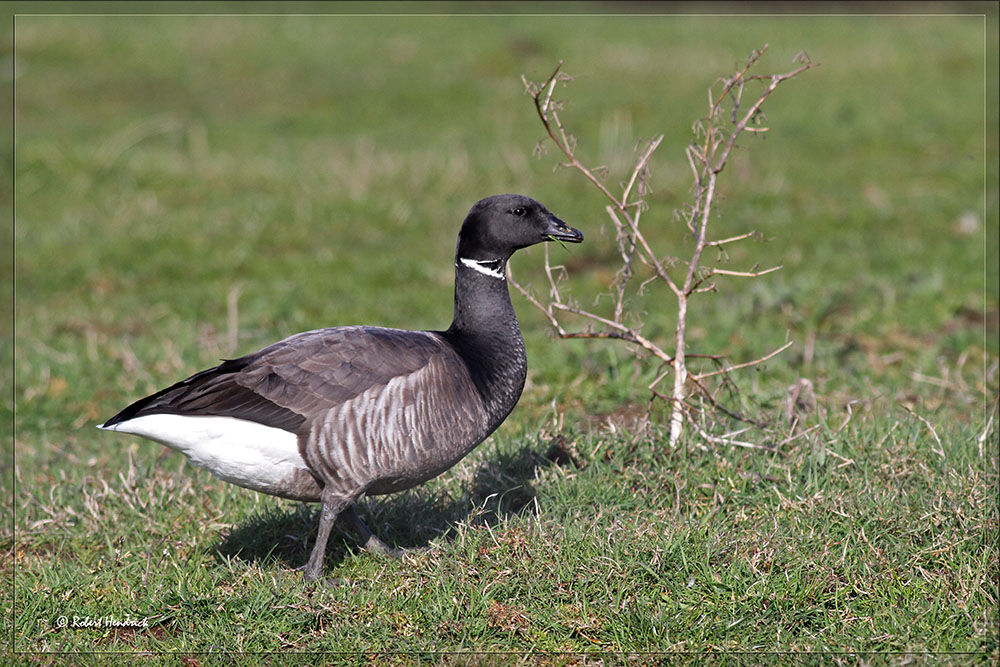 Brant Goose