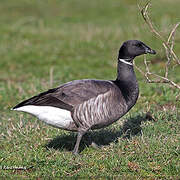 Brant Goose