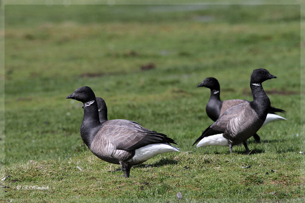 Brant Goose