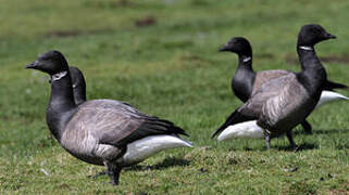 Brant Goose