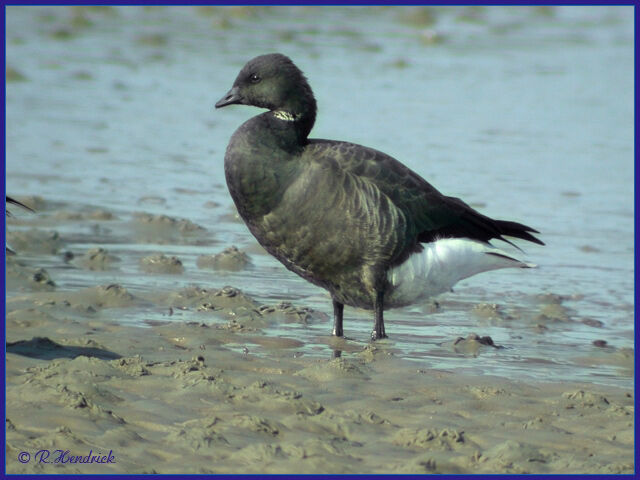 Brant Goose