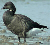 Brant Goose