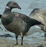 Brant Goose