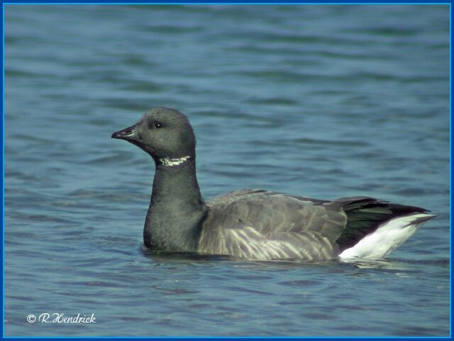 Brant Goose