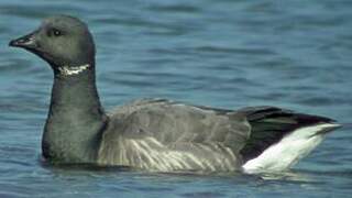 Brant Goose