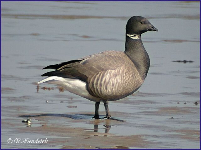 Brant Goose