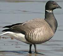 Brant Goose