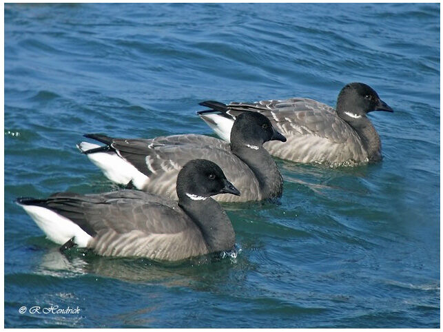 Brant Goose