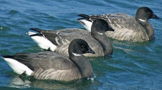 Brant Goose