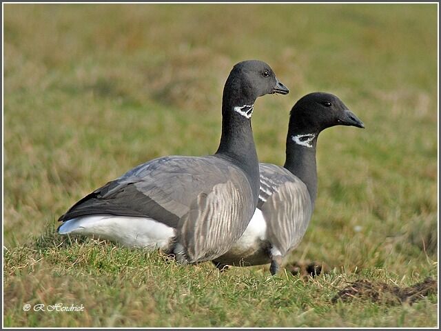 Brant Goose