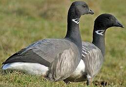 Brant Goose