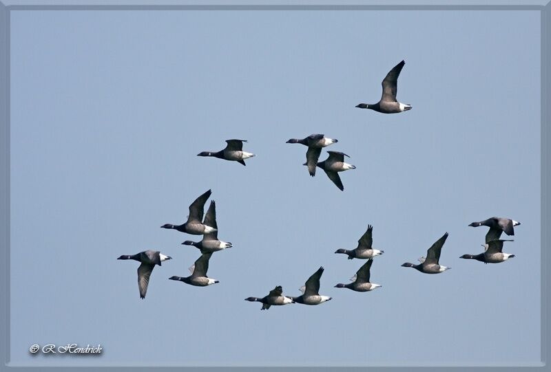 Brant Goose