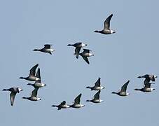 Brant Goose