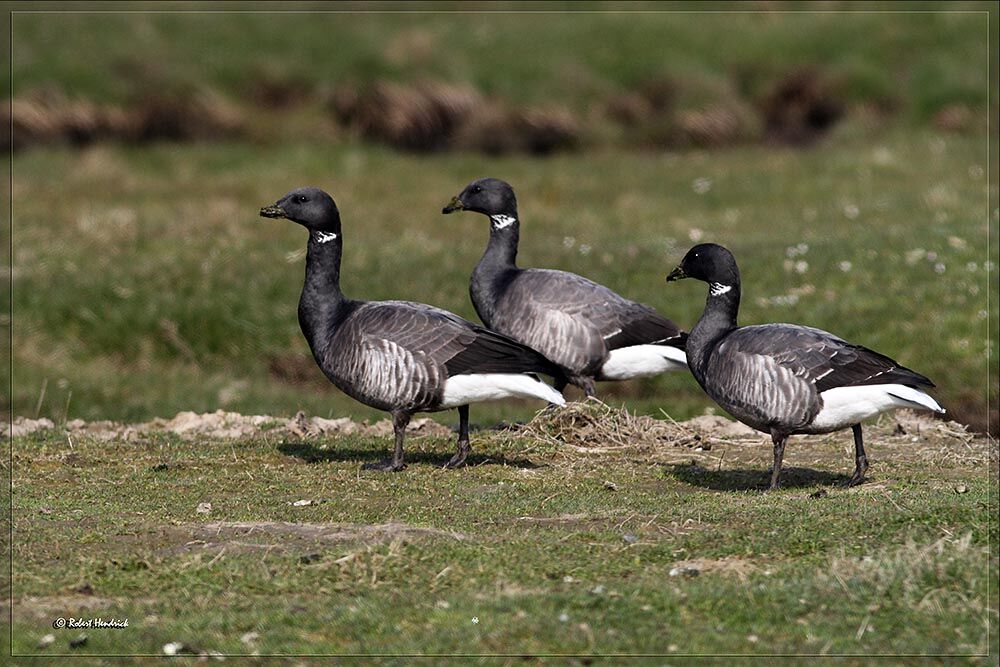 Brant Goose