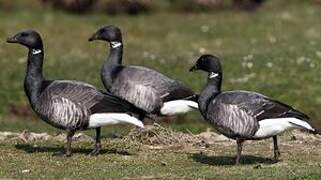 Brant Goose