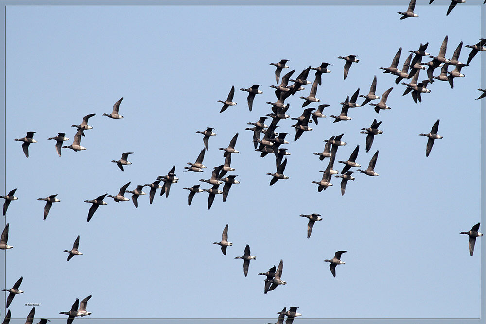 Brant Goose