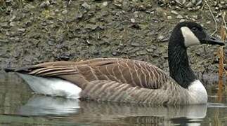 Canada Goose