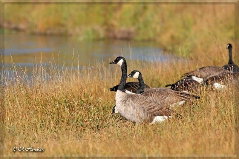 Canada Goose