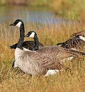 Canada Goose