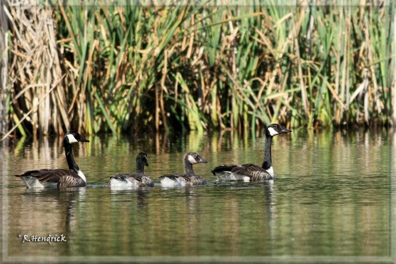 Canada Goose