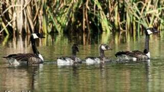 Canada Goose