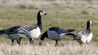 Barnacle Goose