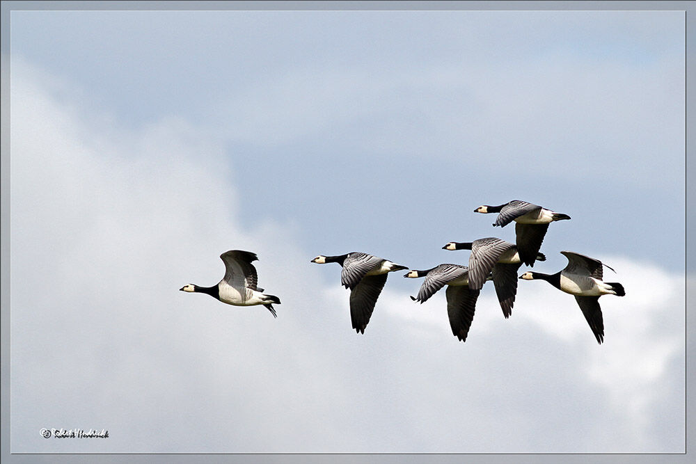 Barnacle Goose