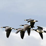 Barnacle Goose