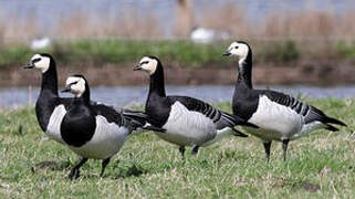 Barnacle Goose