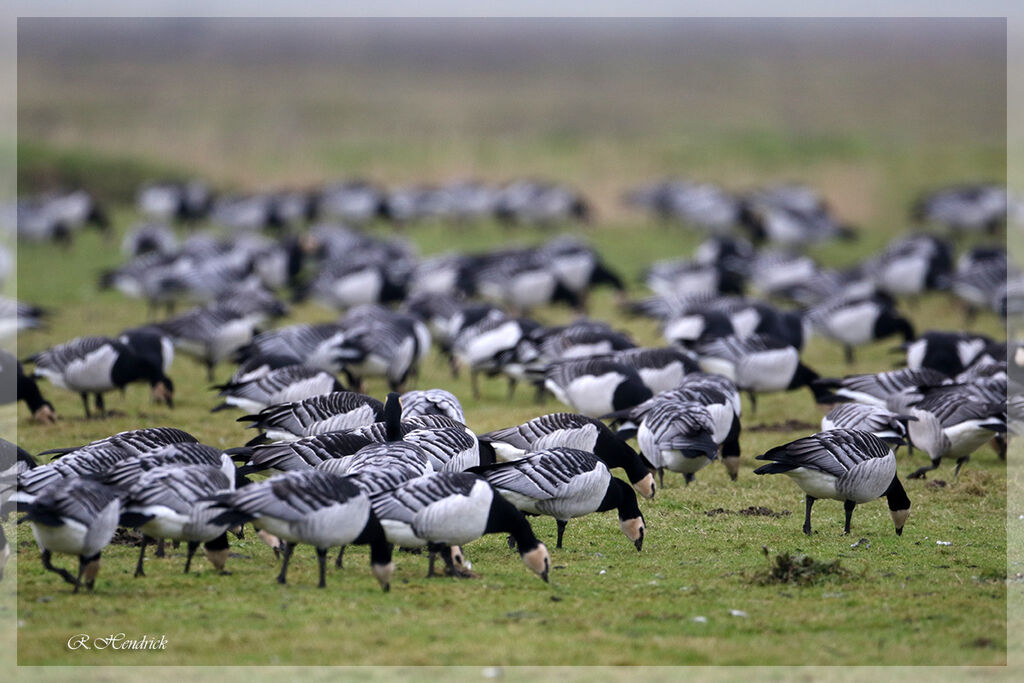 Barnacle Goose