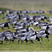 Barnacle Goose