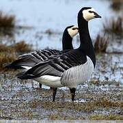 Barnacle Goose