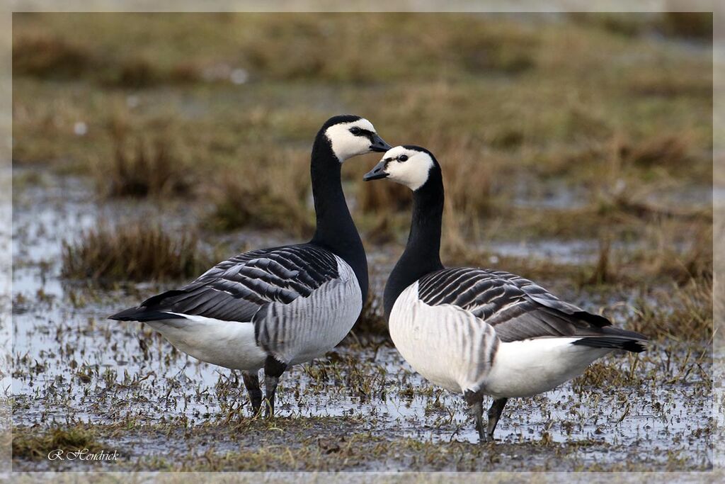 Barnacle Goose