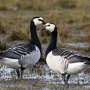 Barnacle Goose