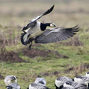 Barnacle Goose