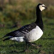 Barnacle Goose