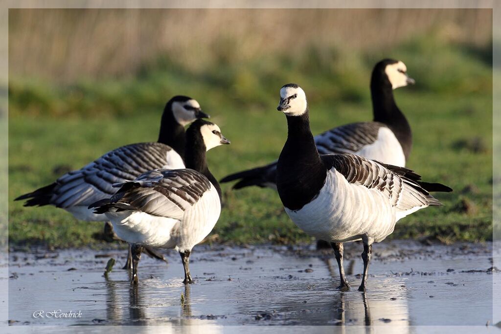 Barnacle Goose