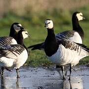 Barnacle Goose