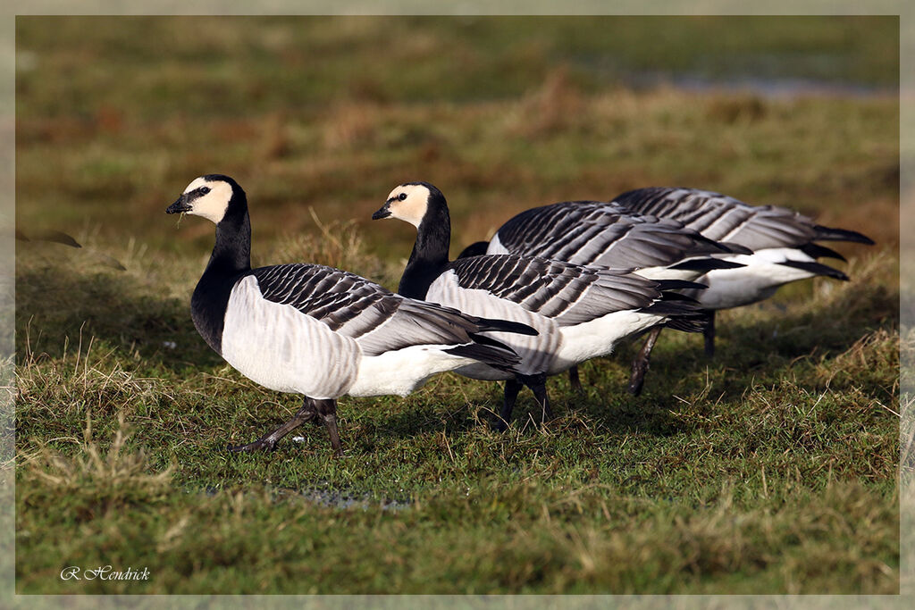 Barnacle Goose