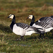 Barnacle Goose