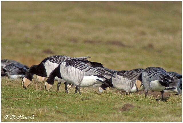 Barnacle Goose