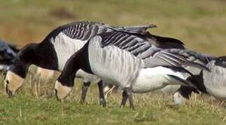 Barnacle Goose