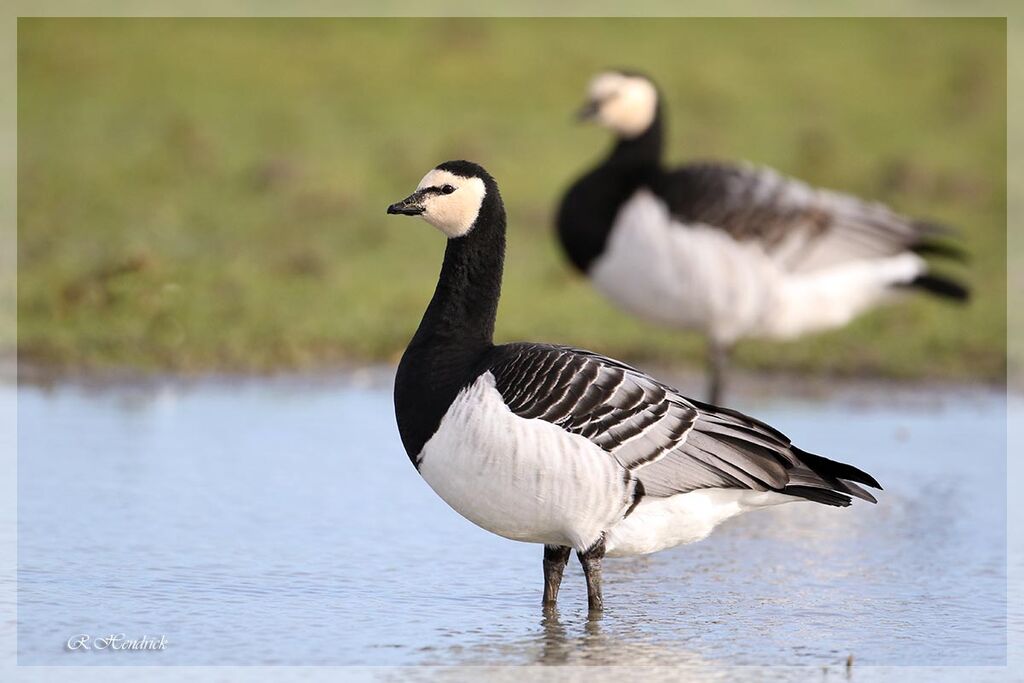 Barnacle Goose